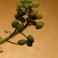 Lepidium didymum L.